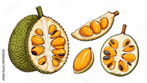 A detailed botanical illustration featuring whole and sliced breadfruit, showcasing its interior structure, seeds, and the distinct texture of this tropical produce.