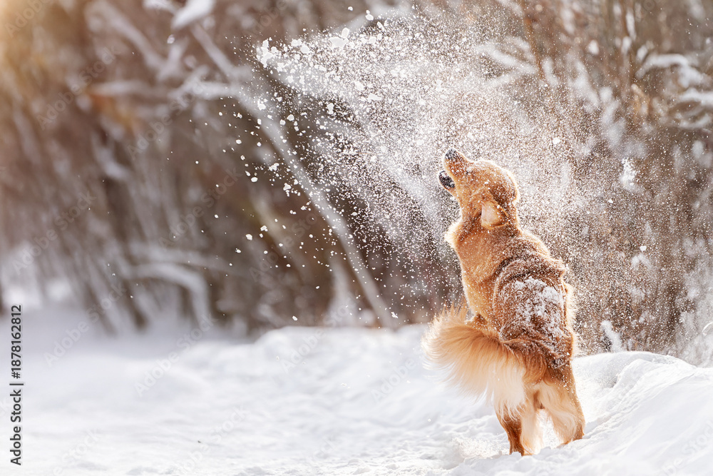 Fototapeta premium Golden Retriever running and playing in deep winter snow. Active joyful dog outdoors in snowy forest. Perfect for pet brands, winter lifestyle, nature and outdoor content.