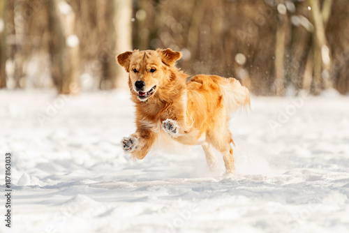 Golden Retriever running and playing in deep winter snow. Active joyful dog outdoors in snowy forest. Perfect for pet brands, winter lifestyle, nature and outdoor content.