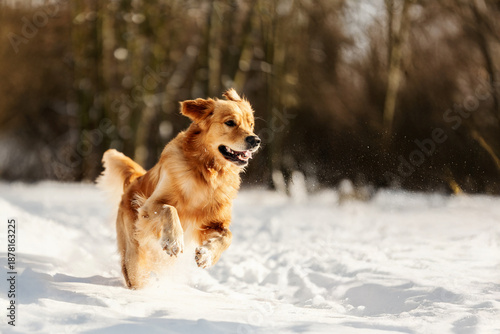 Golden Retriever running and playing in deep winter snow. Active joyful dog outdoors in snowy forest. Perfect for pet brands, winter lifestyle, nature and outdoor content.