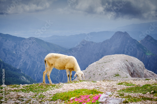 Beautiful sheep grazing grass on below Triglav summit against scenic mountain ridge in the background and purple flowers in front