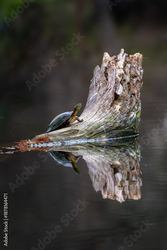 Painted Turtle on a log near a river.