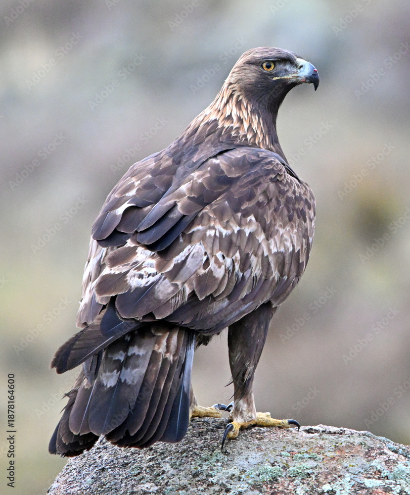 Fototapeta premium a powerful golden eagle (aquila chrysaetos) in spain