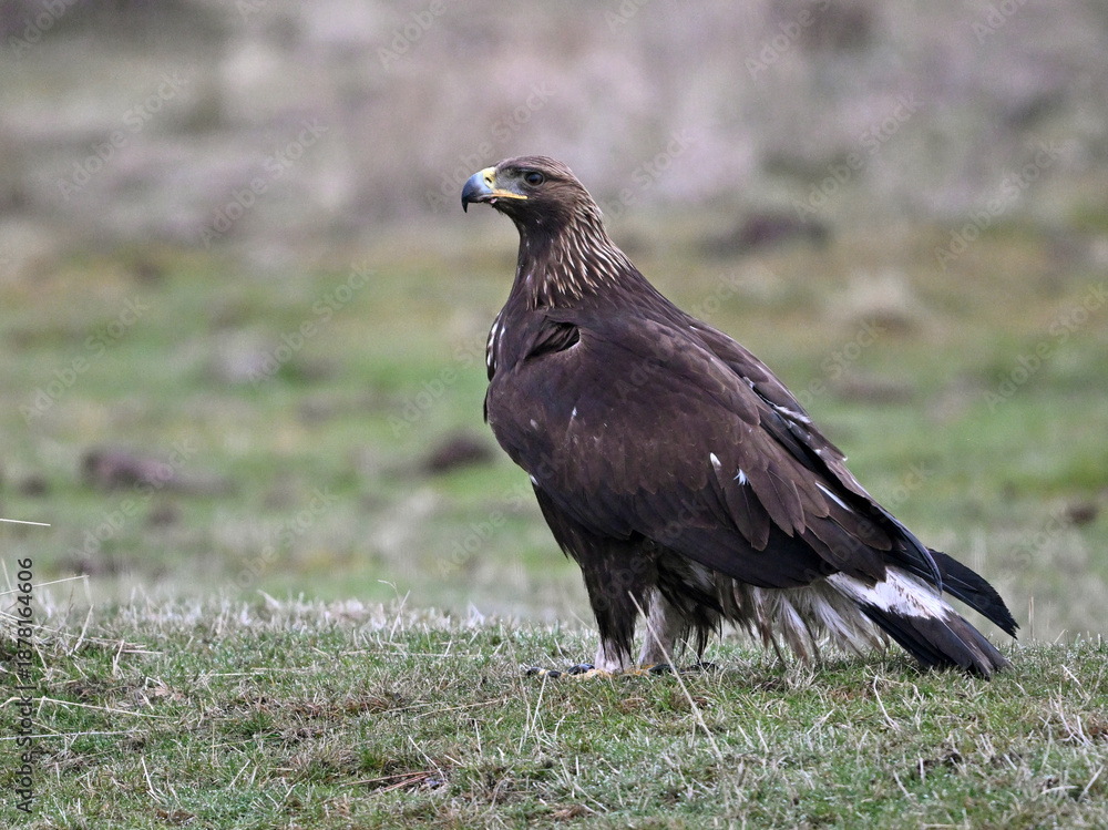 Fototapeta premium a beautiful golden eagle in the mountain
