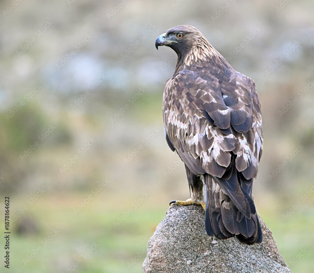 Fototapeta premium a beautiful golden eagle in the mountain