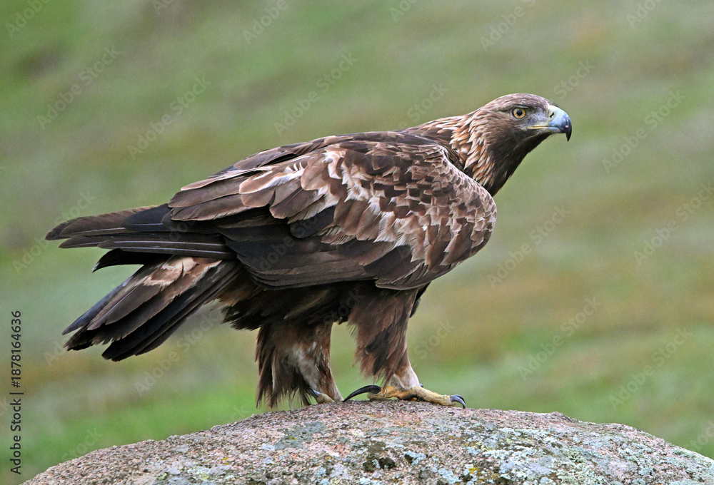 Obraz premium a powerful golden eagle (aquila chrysaetos) in spain