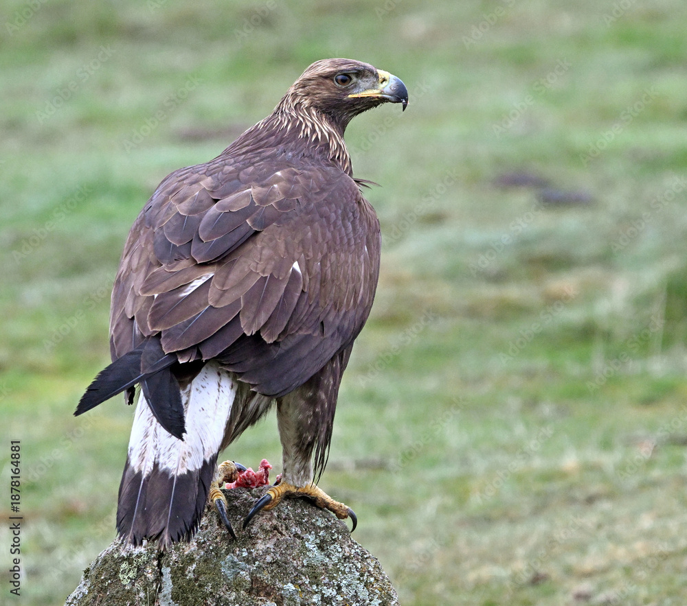 Fototapeta premium a beautiful golden eagle in the mountain