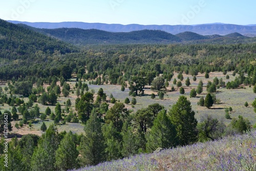 Outback landscape at Wipena Pound, South Australia