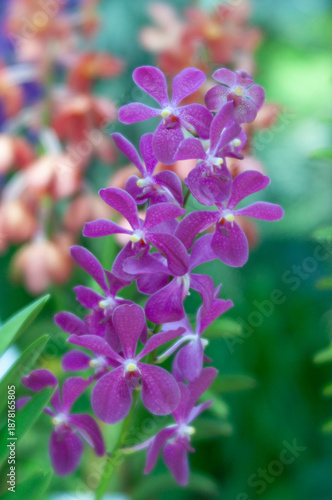 Aranda Chao Praya Boy orchid flowers with vivid purple petals blooming in clustered inflorescence, tropical hybrid orchid captured in close up against smooth green and turquoise bokeh background.