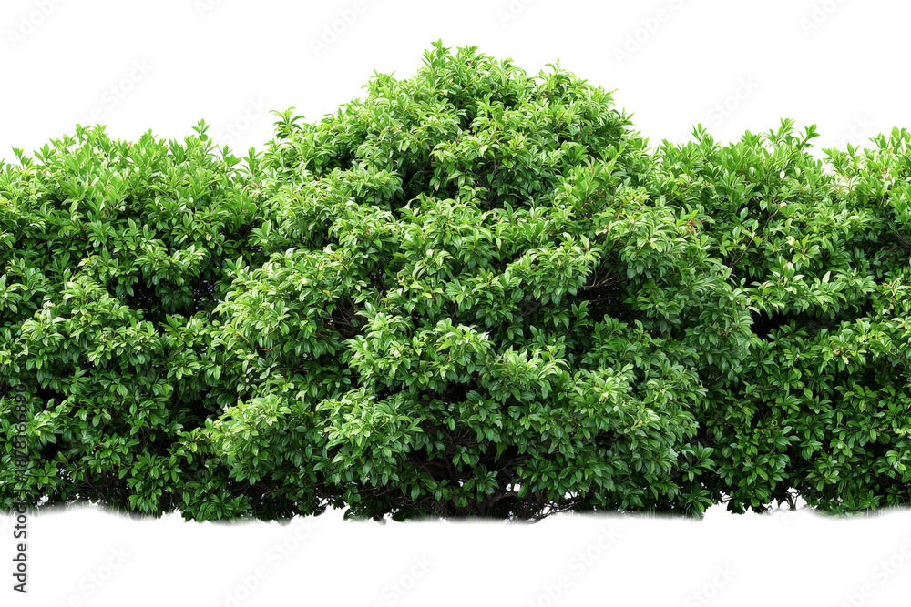 Obraz premium Lush Green Hedge of Dense Foliage