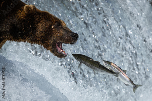 Принти на полотні brown bear catching salmon