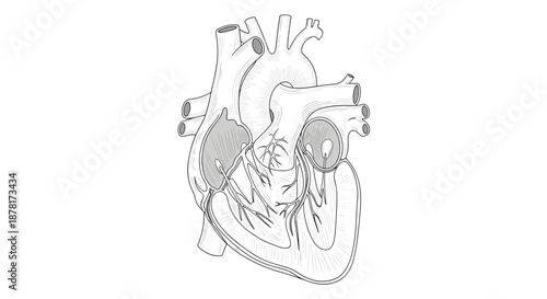 Detailed anatomical illustration of a human heart with major vessels and chambers