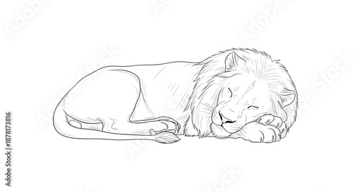 A sketch of a lion sleeping curled up on the ground in a peaceful pose