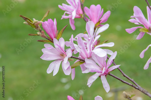 Konstfotografi Magnolia 'Leonard Messel'