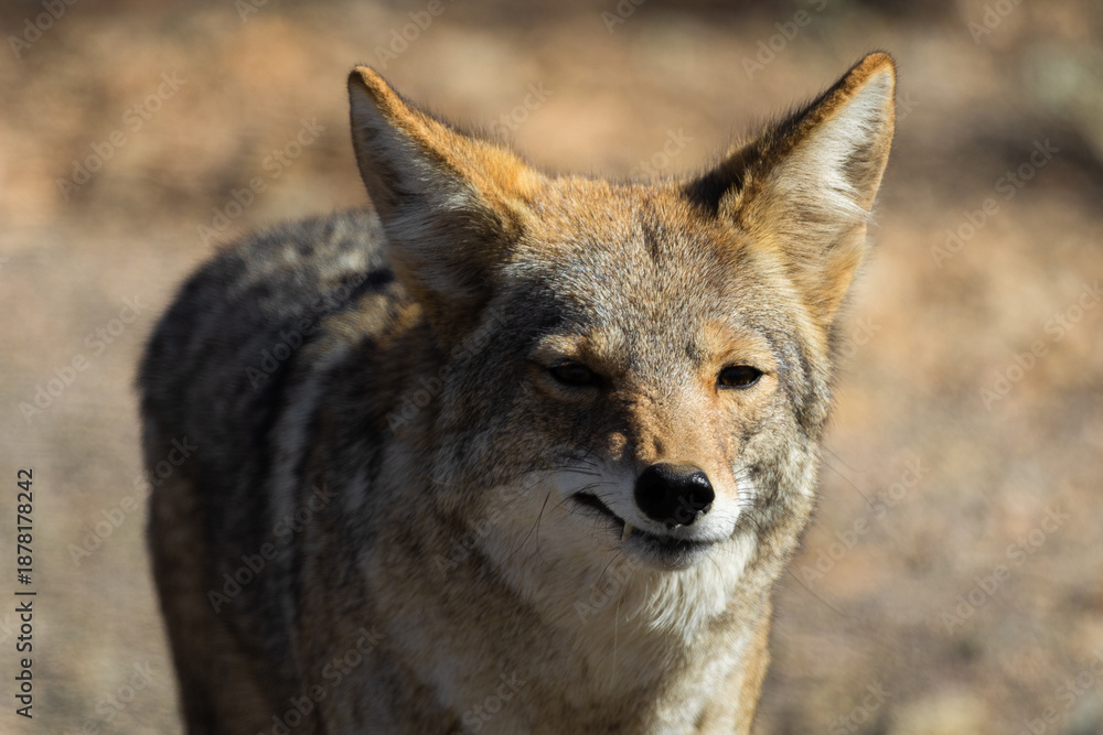 Fototapeta premium coyote in the wild