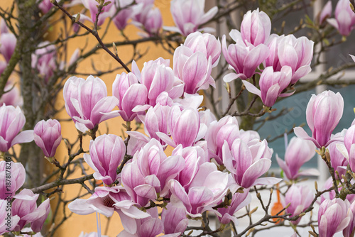 Canvas Print Magnolia soulangeana