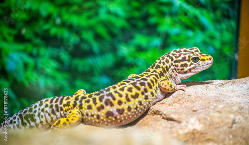 A close-up of a leopard gecko resting on a rock, displaying its unique spotted pattern, in a vibrant green environment at a zoo.