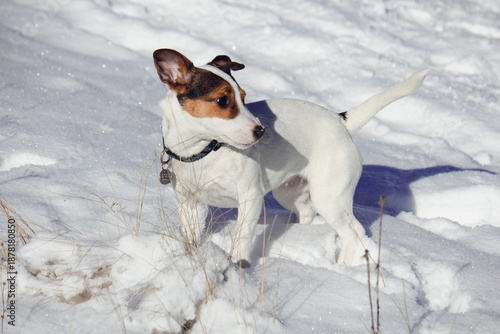 Low angle view of a young Jack Russell Terrier dog standing in snow on a sunny winter day