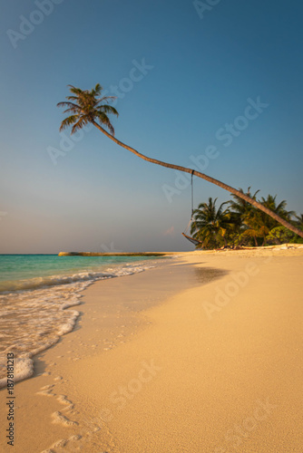 Palm tree on the beach