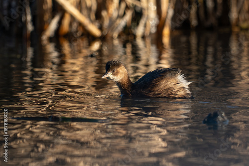 Little Grebe (Tachybaptus ruficollis) swimming in a golden pond at sunset. A side profile of a Little Grebe (Perkozek) floating on calm water. The bird’s feathers are wet, and the scene is illuminated