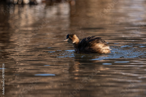 Little Grebe (Tachybaptus ruficollis) swimming in a golden pond at sunset. A side profile of a Little Grebe (Perkozek) floating on calm water. The bird’s feathers are wet, and the scene is illuminated