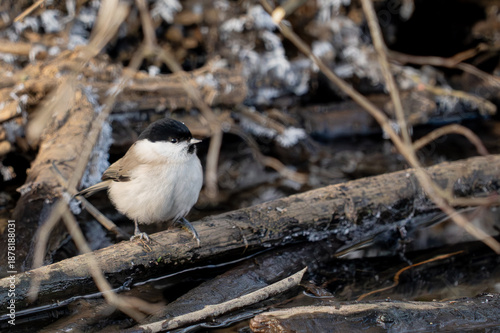 Marsh Tit (Poecile palustris) perched on a frozen branch over water.
