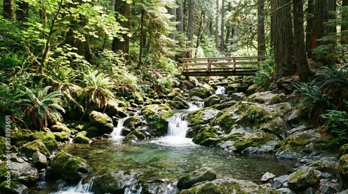 Mossy stream with bridge in lush, green forest.