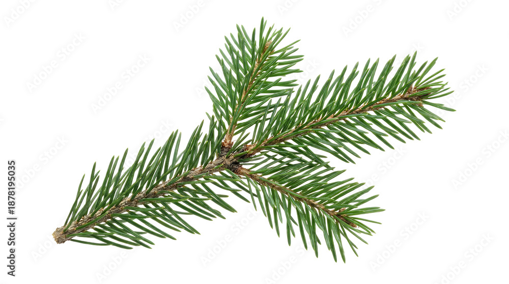 Obraz premium Fresh vibrant green pine branch sprig isolated on a clean white background, showcasing natural seasonal beauty