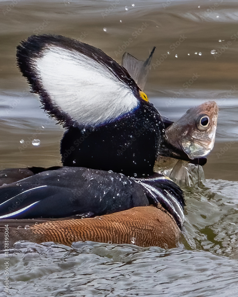 Obraz premium Hooded Merganser on the lake and with a fish
