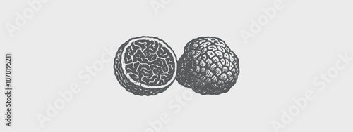 Black Truffle Vector Illustration – Gourmet Fungi Clipart for Culinary, Botanical Luxury Food Design Projects	