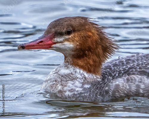 Female Common Merganser on the lake