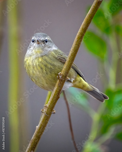 Orange Crowned Warbler on a branch