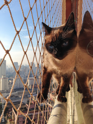 A kitten walking in the heights