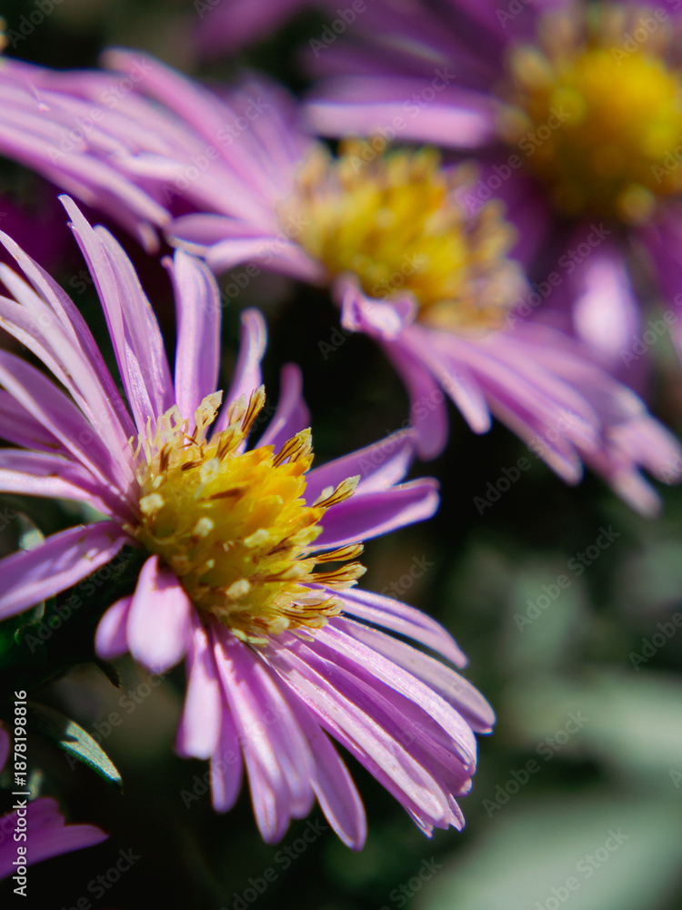 Fototapeta premium Delicate purple daisies in shallow focus with smooth bokeh 