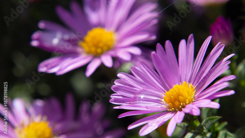 фотографія Delicate asters with shining dew drops against dark green blur