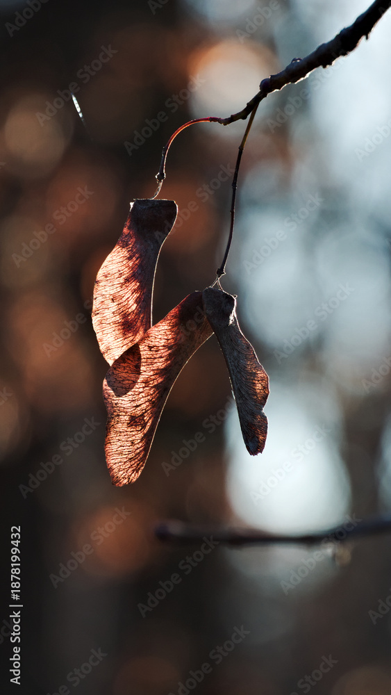 Fototapeta premium Backlit maple samara hanging in quiet autumn bokeh