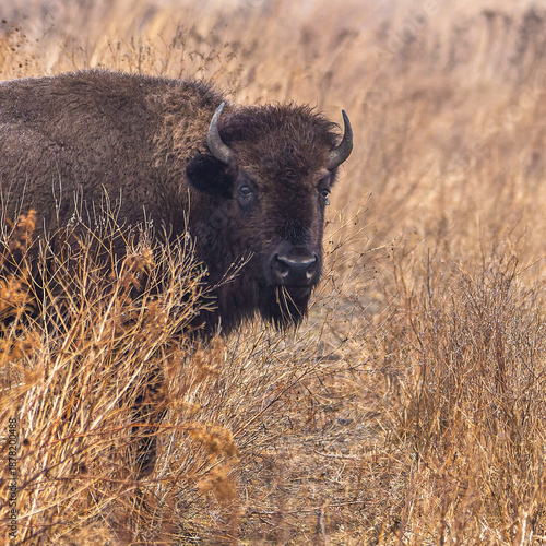 An American bison walks thru a pasture at the Kankakee Sands Nature Preserve in northern Indiana