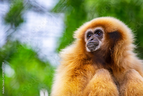 Canvas Print A close-up of a golden-featured gibbon, showcasing its distinct fur and thoughtful expression in a lush setting at the Cali Zoo