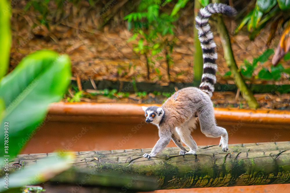 Naklejka premium A playful lemur walks on a log in the Cali Zoo, surrounded by lush greenery, showcasing exotic wildlife in Colombia.