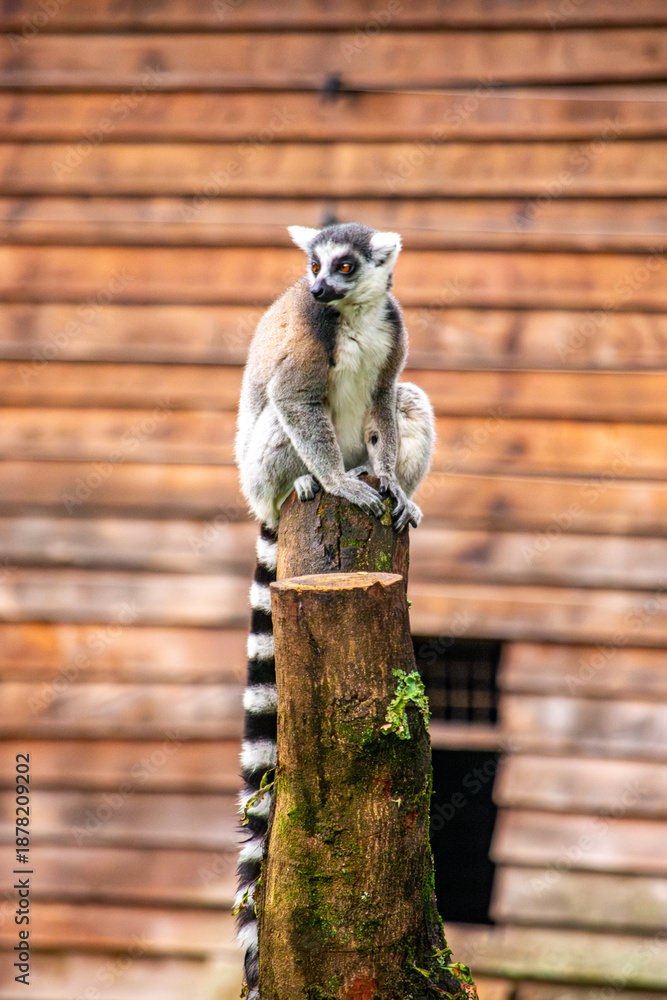 Fototapeta premium A lemur perched on a wooden stump at the Cali Zoo, showcasing the exotic wildlife of Colombia's Valle del Cauca region.