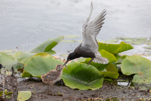 Foto Black Tern Bird, Chlidonias niger feeding chick at wetland