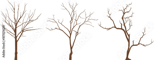 A collection of three detailed vector silhouettes of deciduous trees without leaves, depicting a bare, winter, or architectural aesthetic for landscape and elevation design.