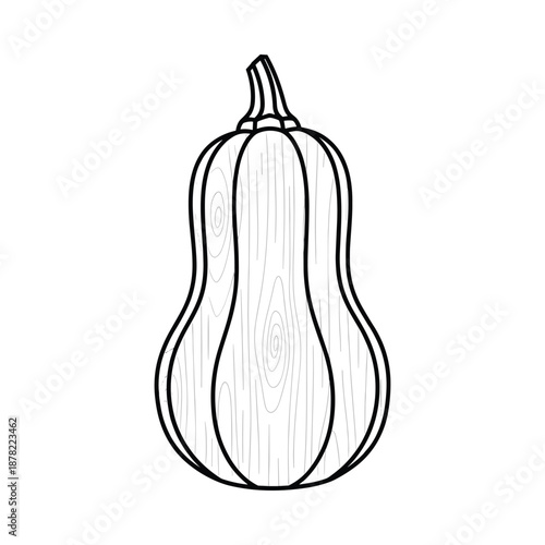 Butternut Squash Illustration Simple Line Drawing