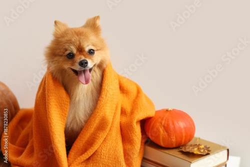 Cute Pomeranian dog with pu...