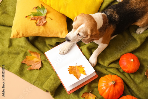 Cute Beagle dog with book, ...