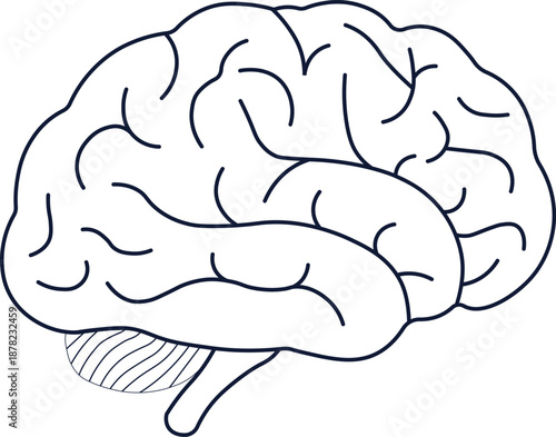 Anatomy line art illustration of a human brain, symbolizing intelligence, medical neurology, science research, and mental processes.