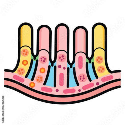 Detailed cross-sectional illustration of intestinal villi showing absorption process, cellular structure, and microscopic anatomy in a medical diagram view
