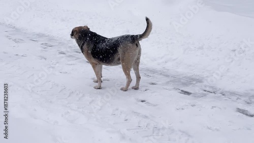 Pack of Stray Mixed Breed Dogs Walking Walking in a Park During Heavy Snowfall, Homeless Animals Surviving in Harsh Winter Conditions, Social Issue and Animal Welfare Concept.Stray Dogs Pack Together 