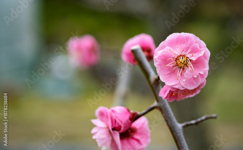 春の息吹！可憐に咲く美しいピンクの梅