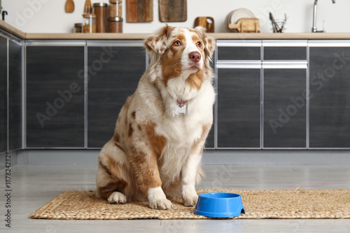 Cute Australian Shepherd do...